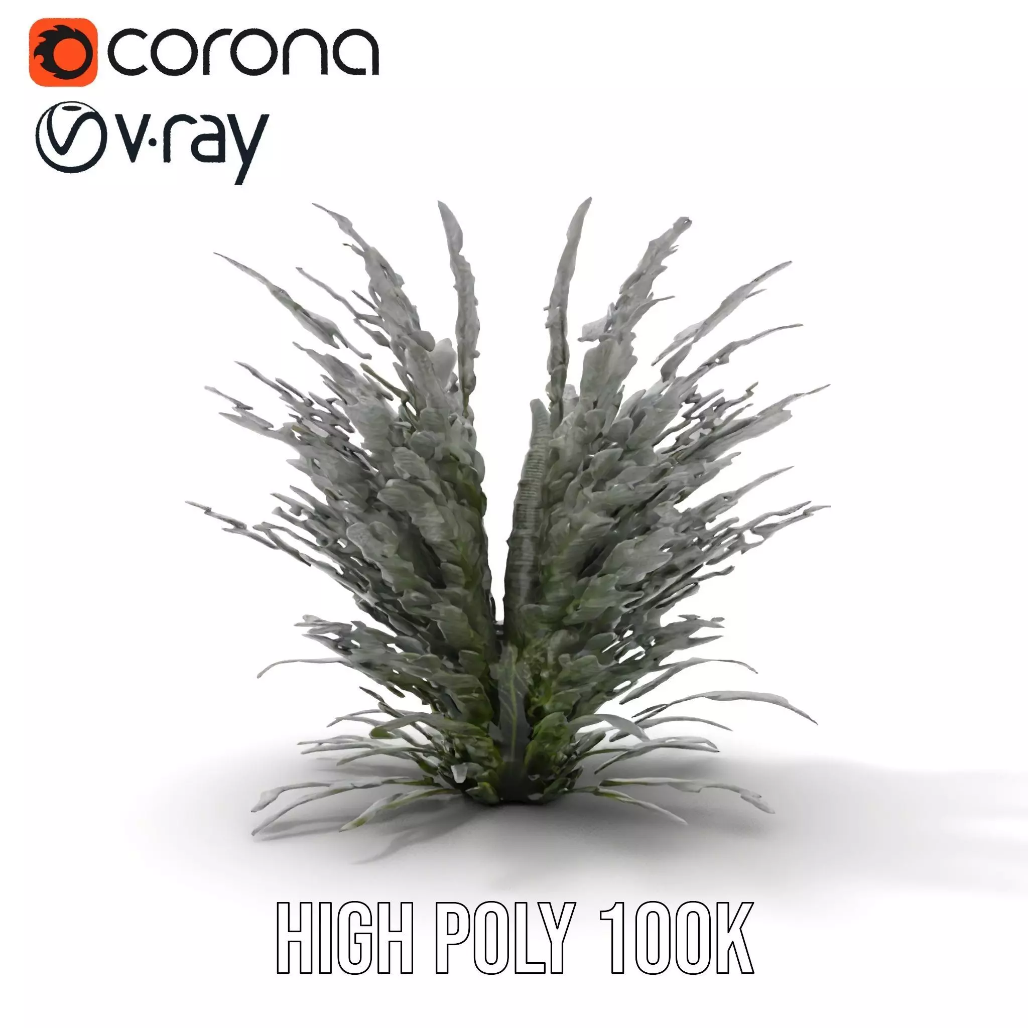 Lavender Fern model pack Low-poly 3D model_11