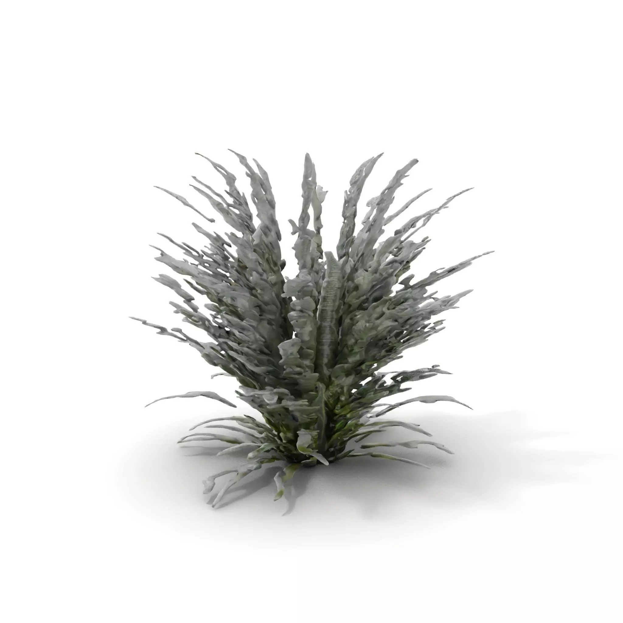 Lavender Fern model pack Low-poly 3D model_0