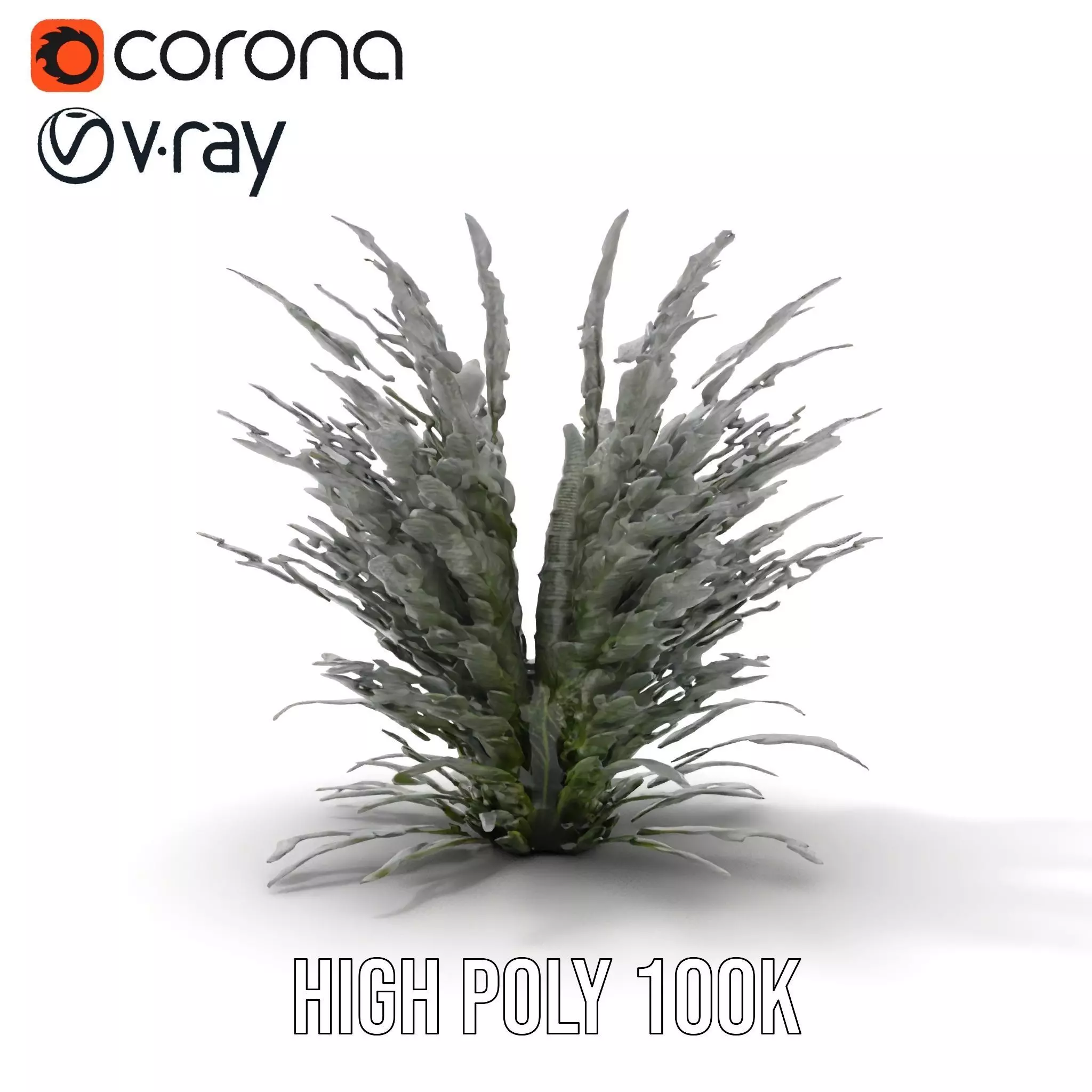 Lavender Fern model pack Low-poly 3D model_22