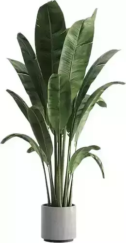 Large Banana Plant 3D Model Realistic Tropical Greenery Low-poly 3D model