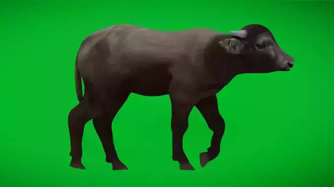 Water Buffalo Calf