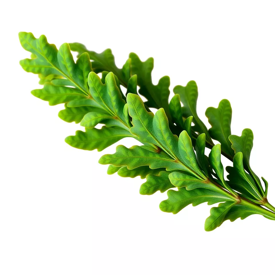 Green Oak Leaf model pack Low-poly 3D model_2