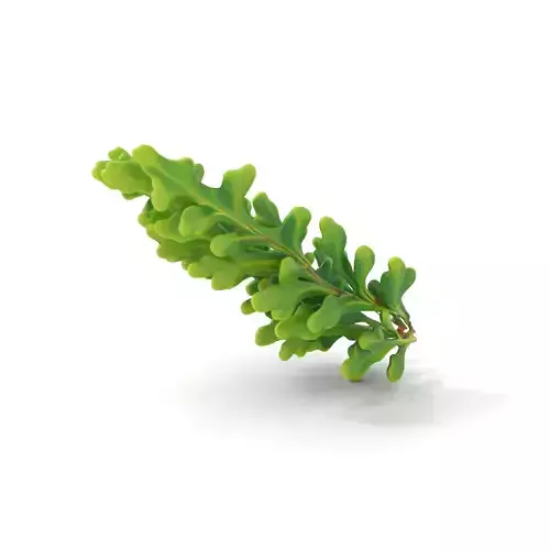 Green Oak Leaf model pack Low-poly 3D model