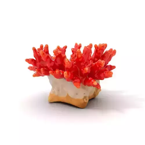 Vibrant Coral Reef model pack Low-poly 3D model Vibrant Coral Reef model pack Low-poly 3D model