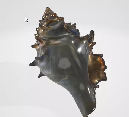 Beach Seashell 3D Model for Games and Animation 3D model_0