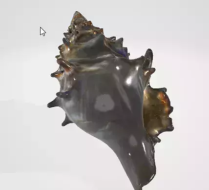 Beach Seashell 3D Model for Games and Animation 3D model