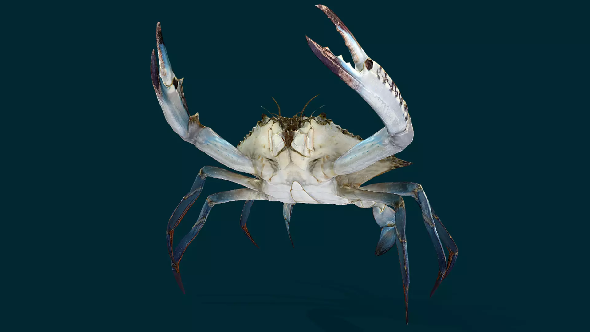 Swimmer Crab Animated Low-poly 3D model_8