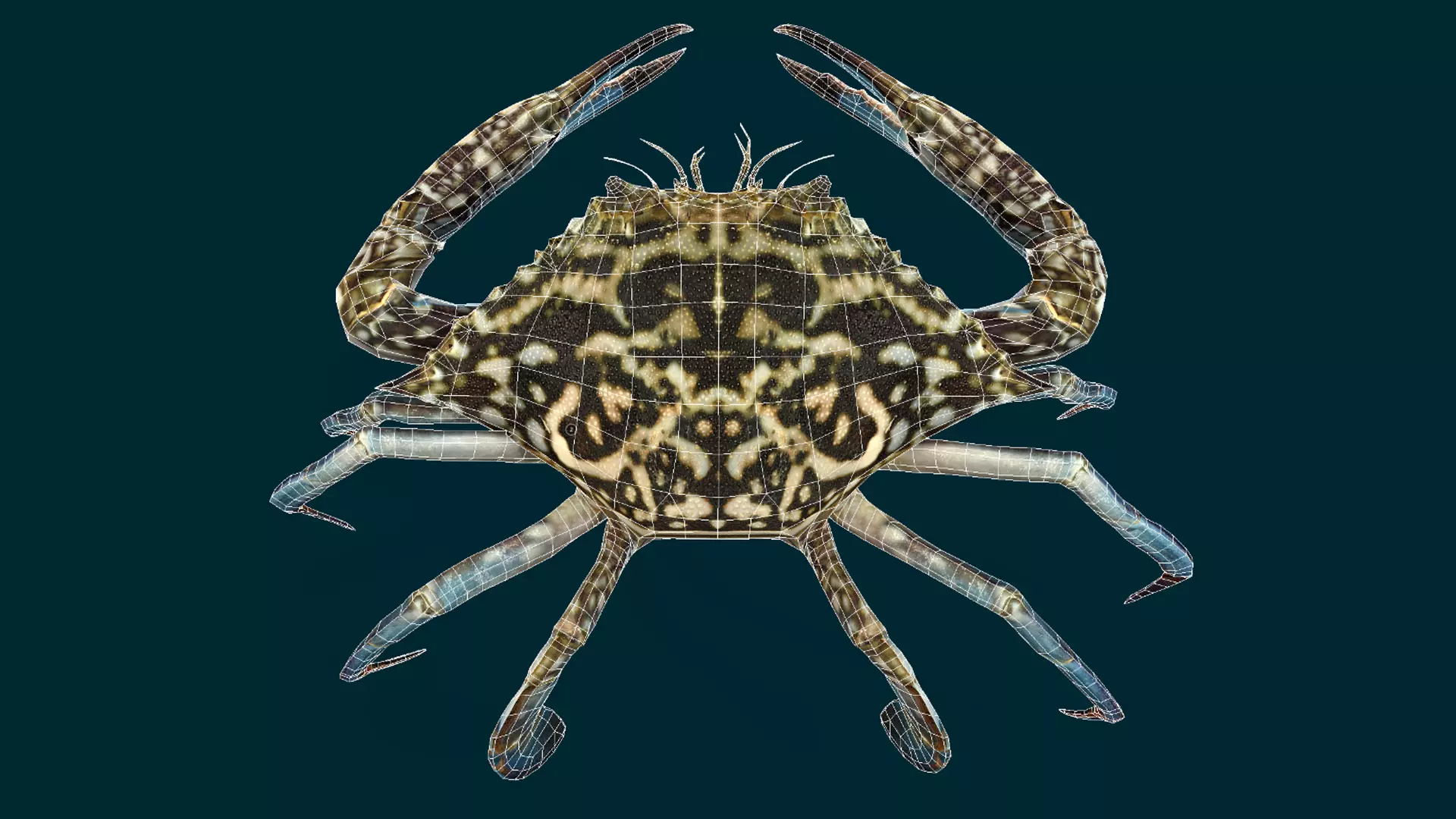 Swimmer Crab Animated Low-poly 3D model_4