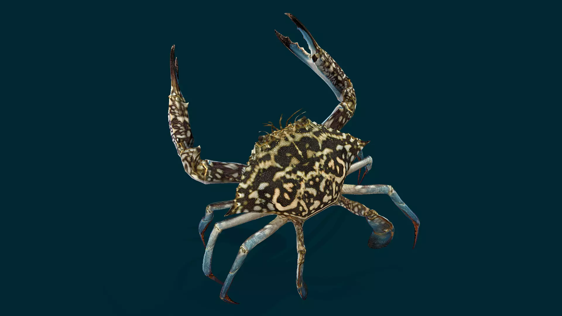 Swimmer Crab Animated Low-poly 3D model_11