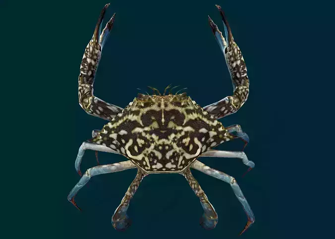 Swimmer Crab Animated Low-poly 3D model