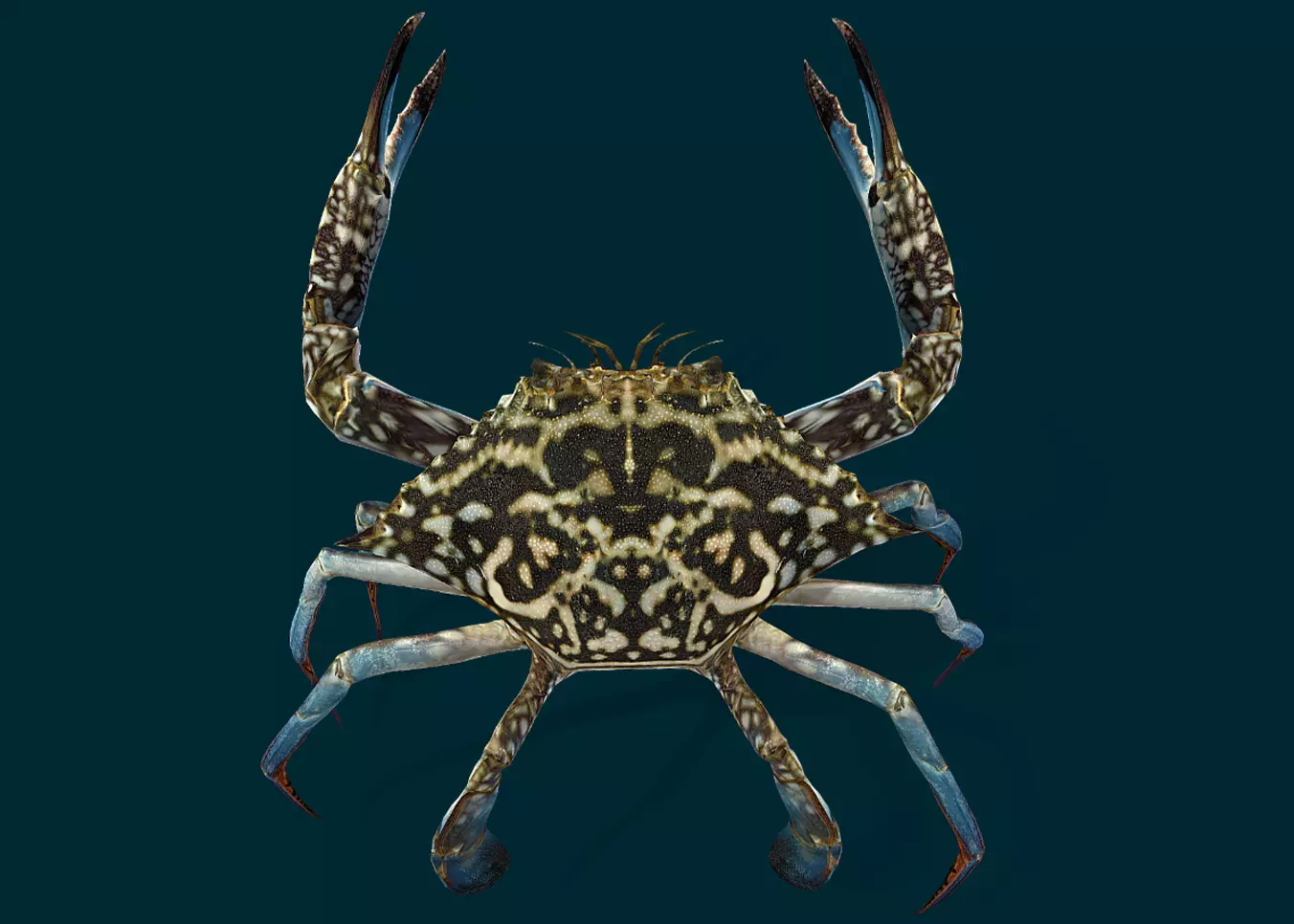 Swimmer Crab Animated Low-poly 3D model_0