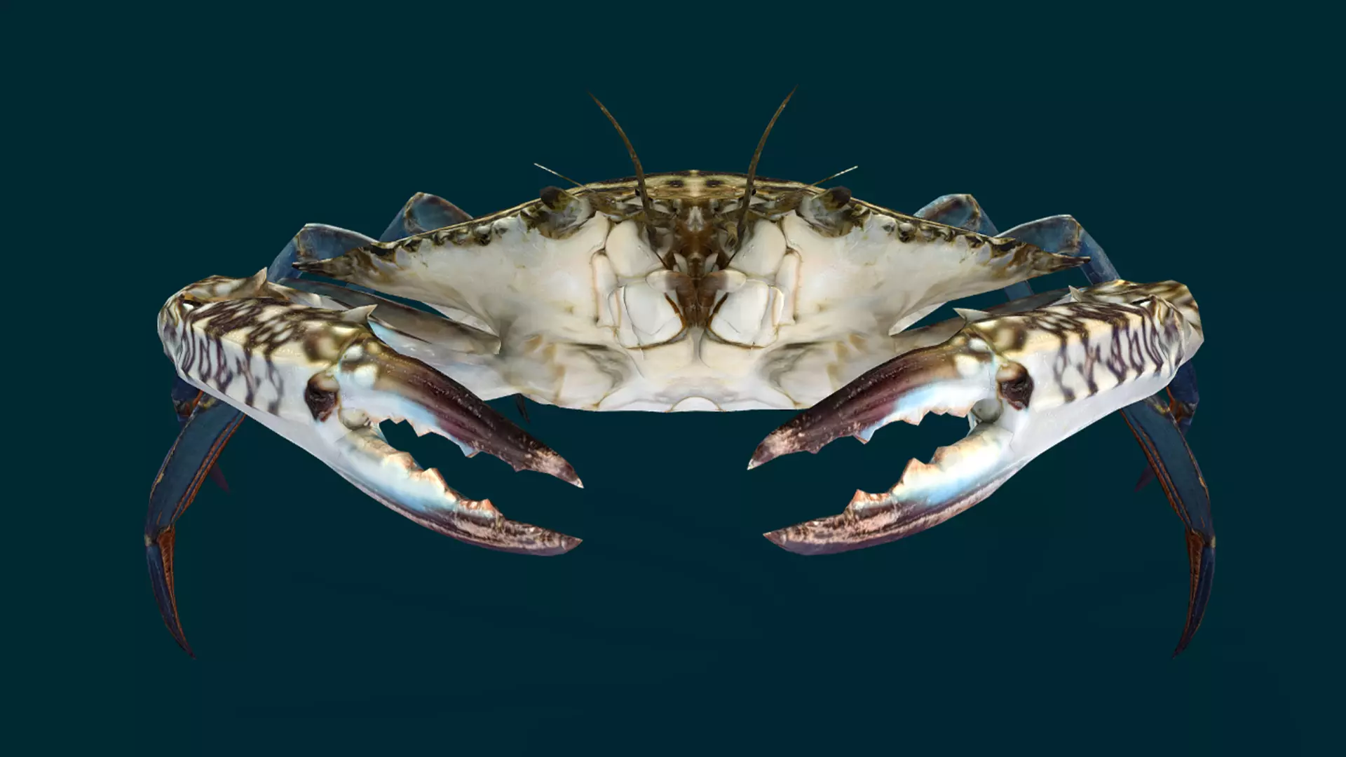 Swimmer Crab Animated Low-poly 3D model_2