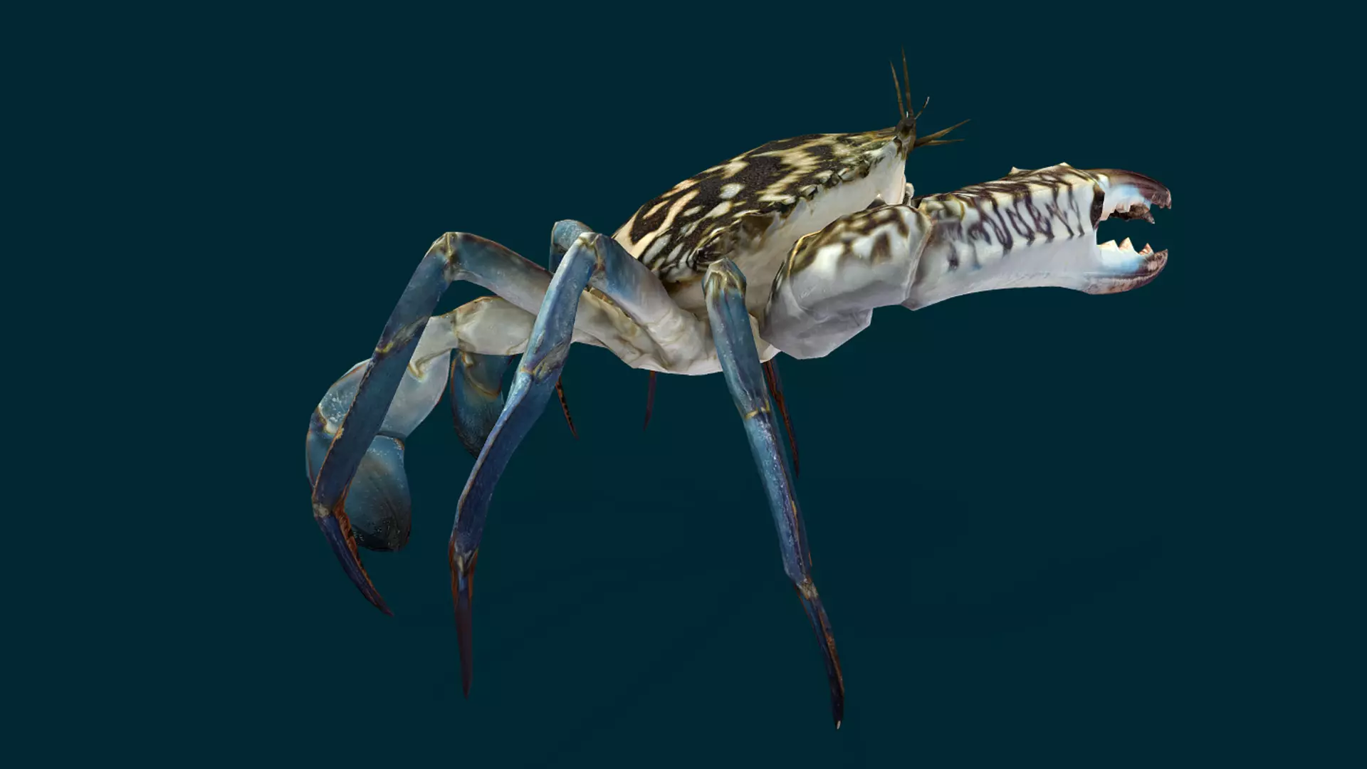 Swimmer Crab Animated Low-poly 3D model_17