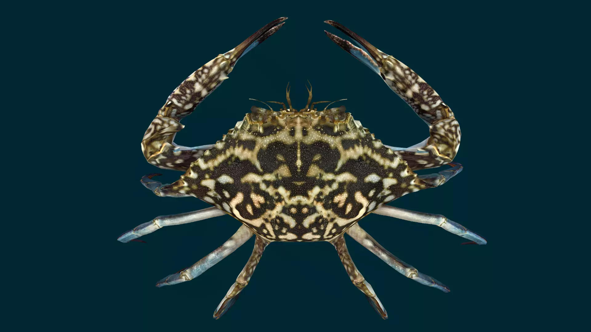 Swimmer Crab Animated Low-poly 3D model_3