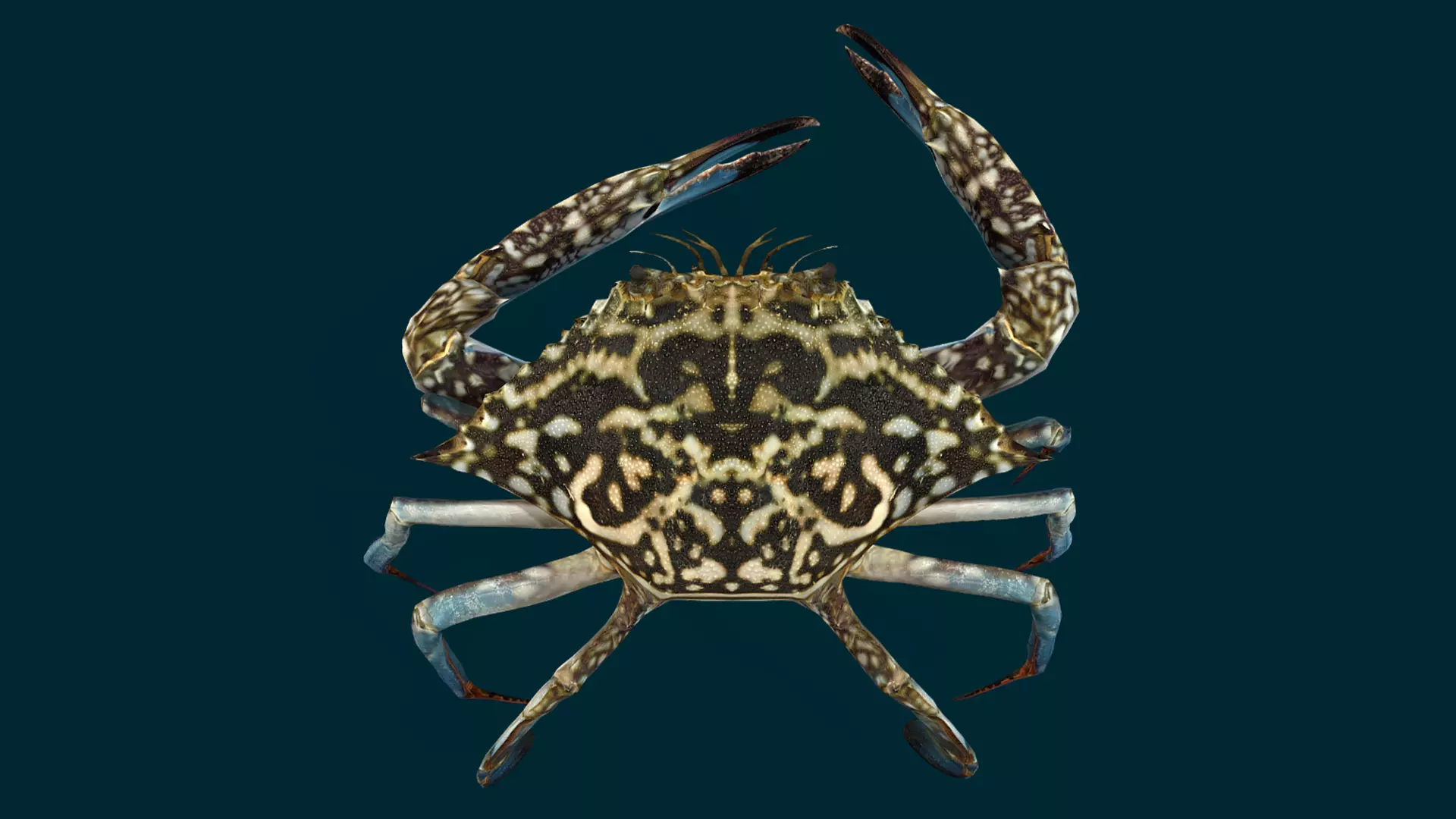 Swimmer Crab Animated Low-poly 3D model_12