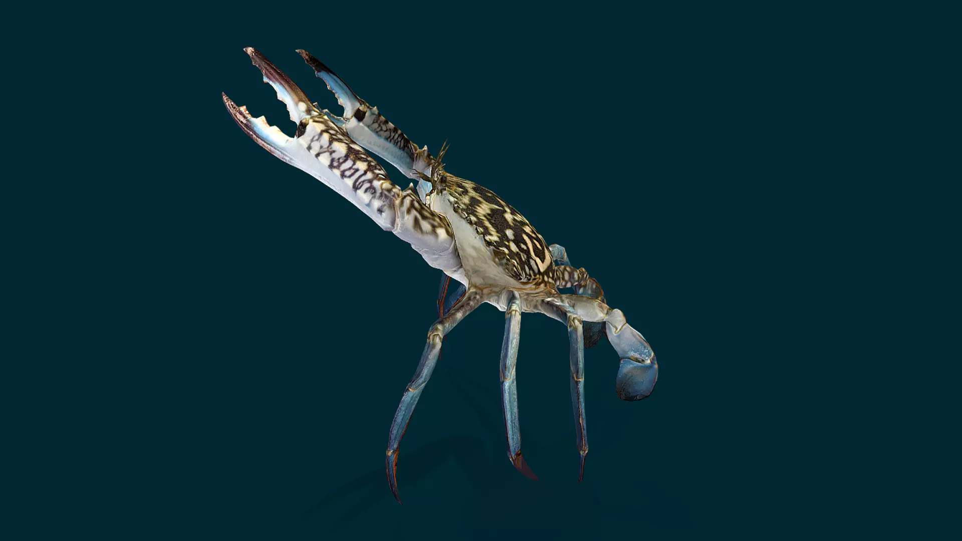 Swimmer Crab Animated Low-poly 3D model_13