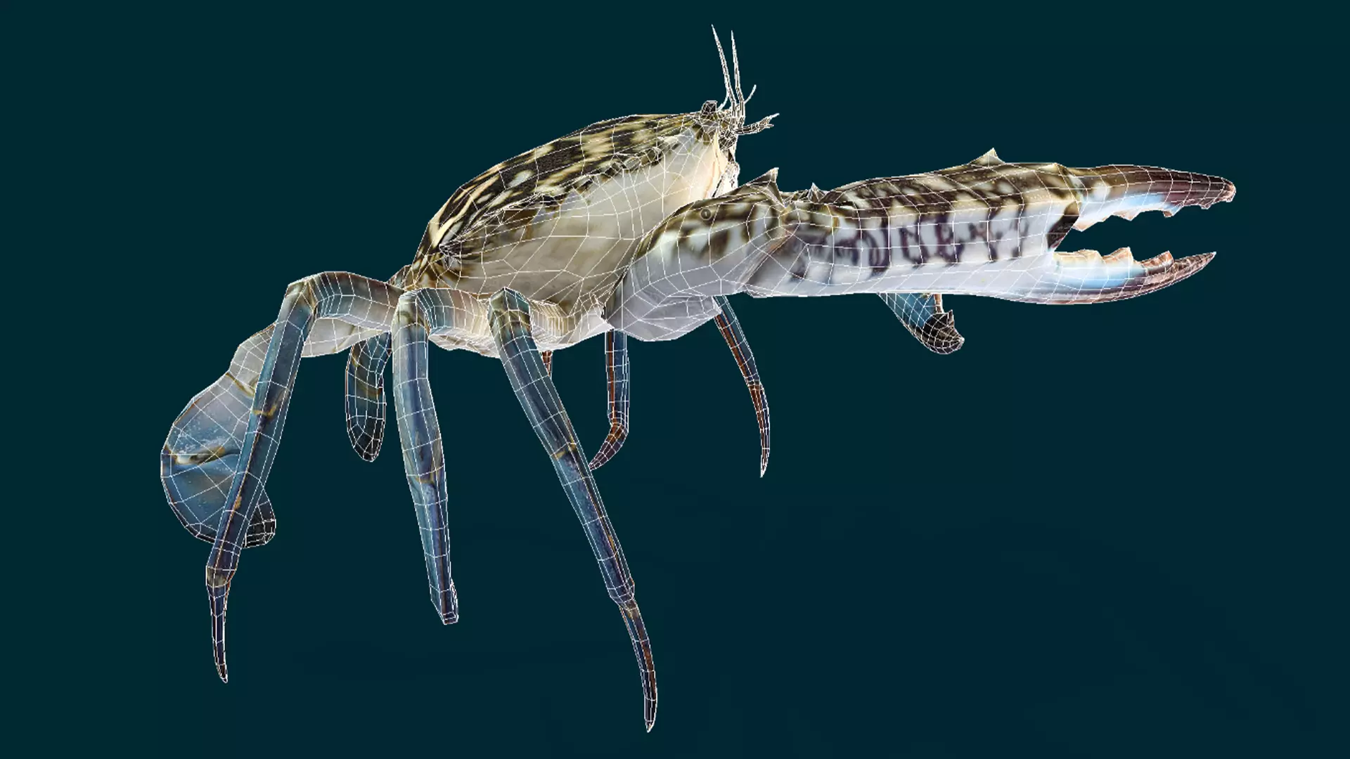 Swimmer Crab Animated Low-poly 3D model_9