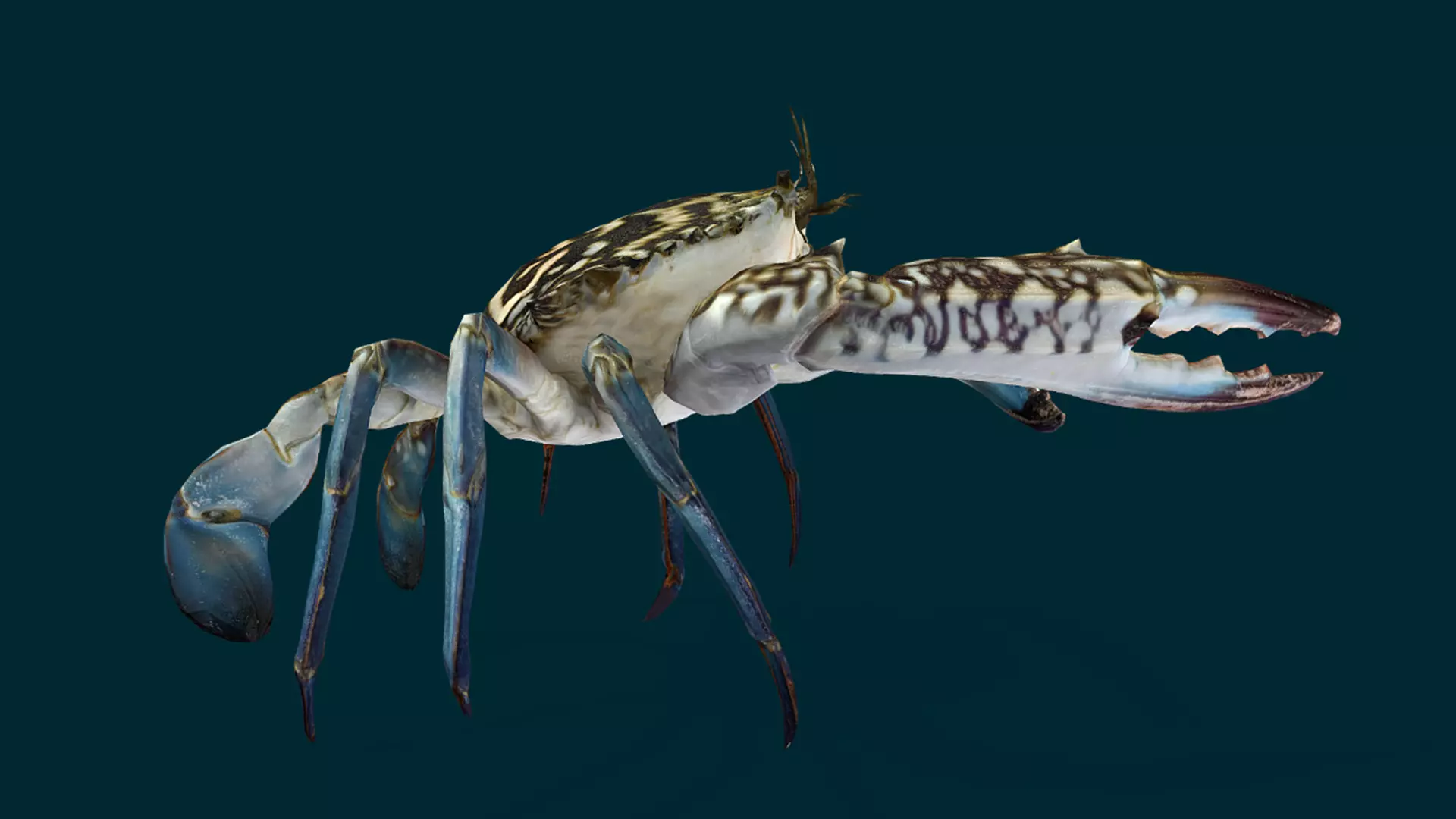 Swimmer Crab Animated Low-poly 3D model_16