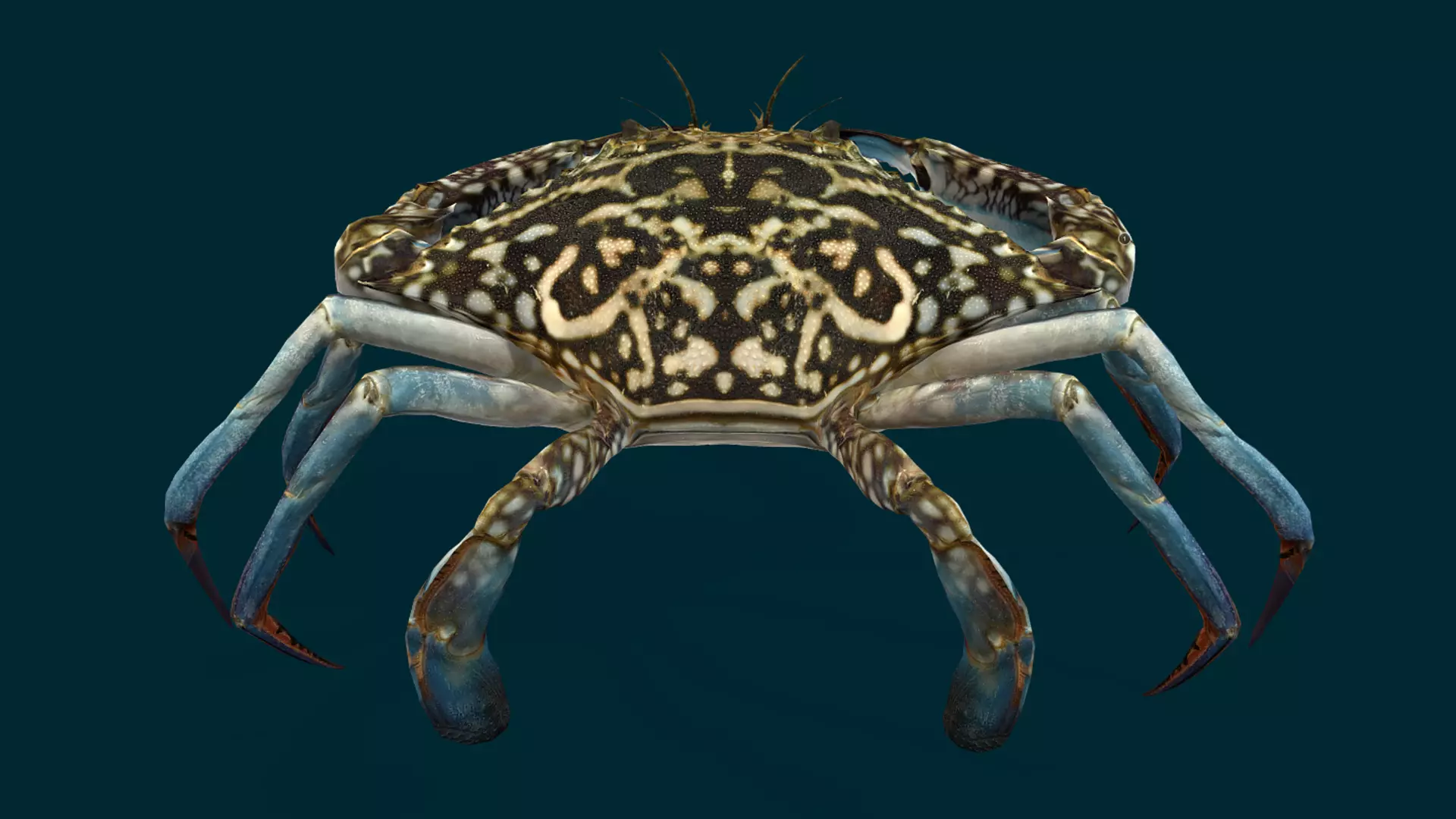 Swimmer Crab Animated Low-poly 3D model_10