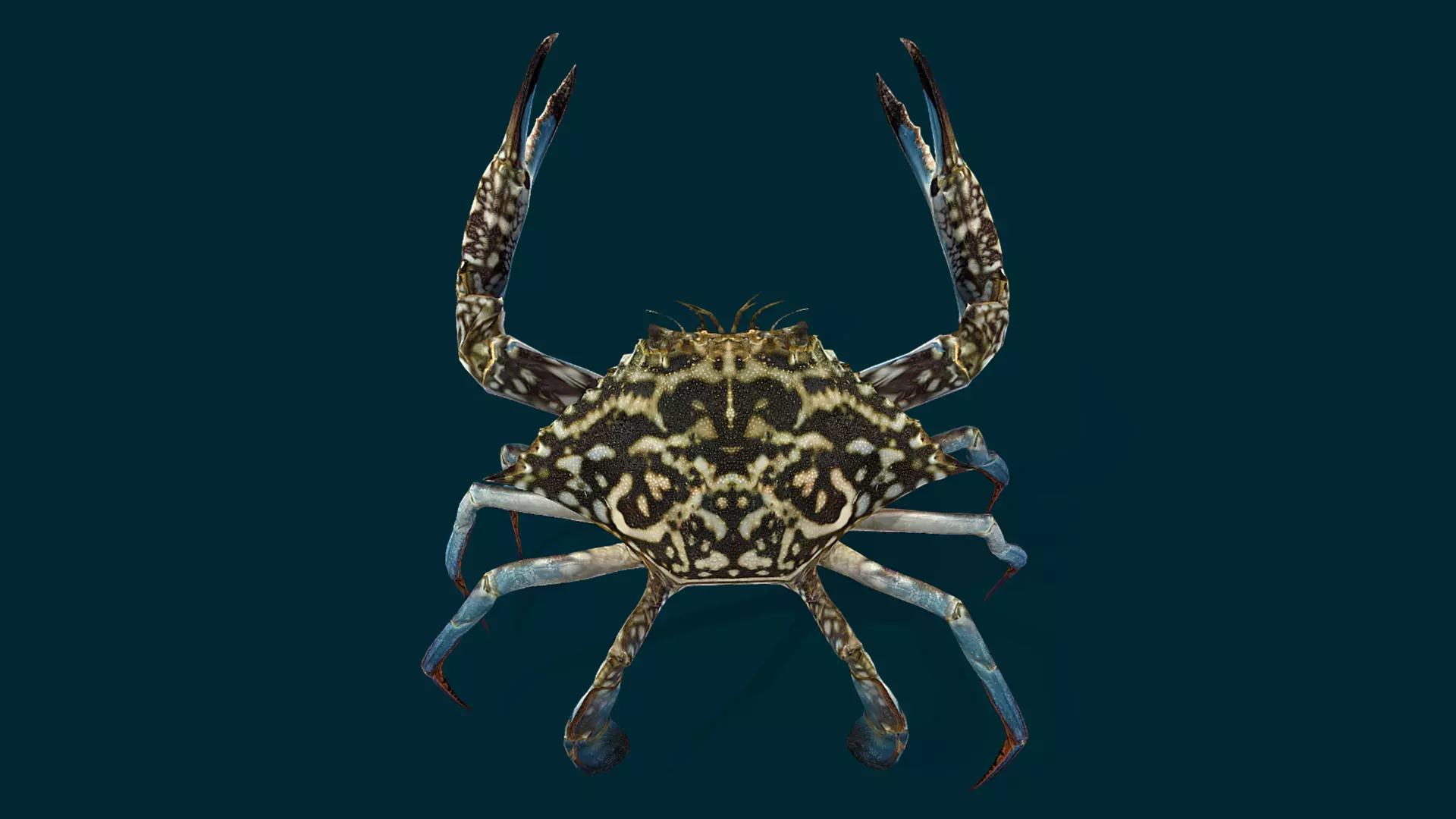 Swimmer Crab Animated Low-poly 3D model_18