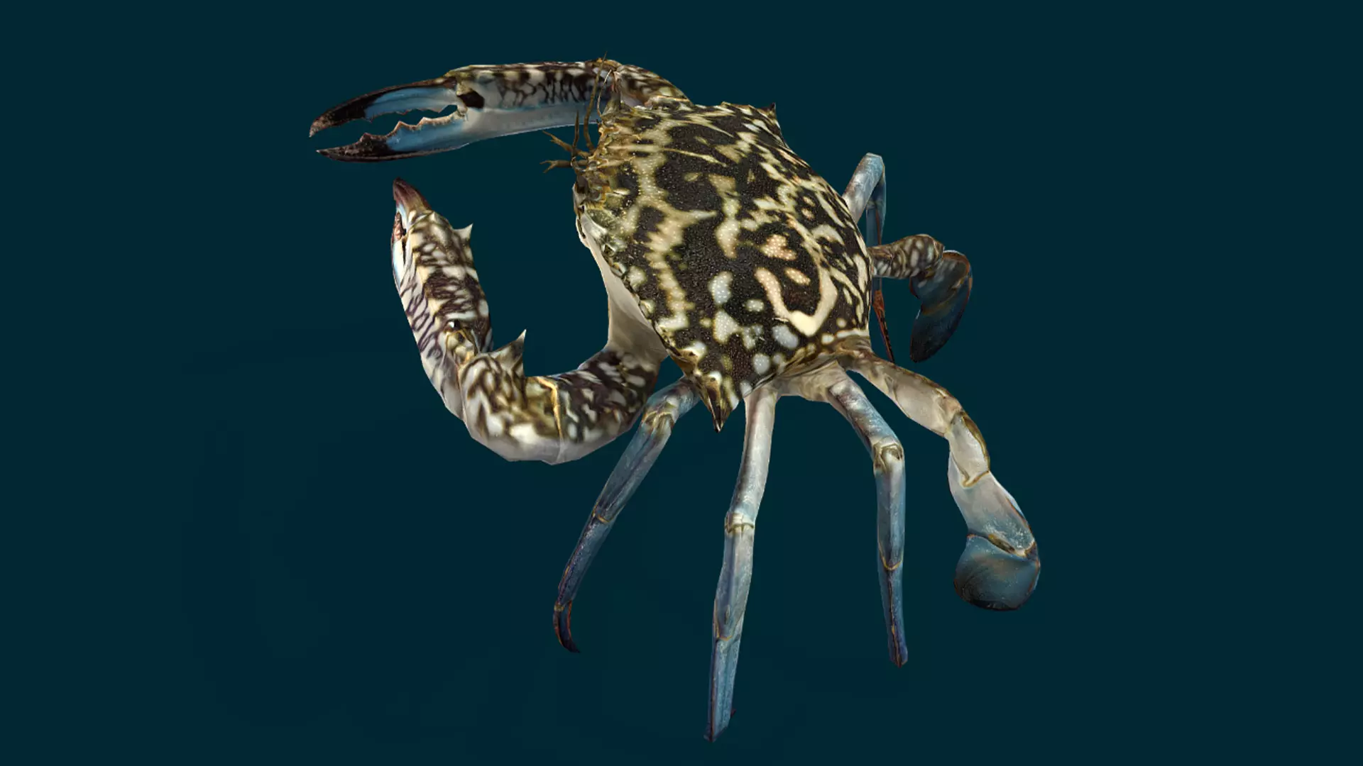 Swimmer Crab Animated Low-poly 3D model_14