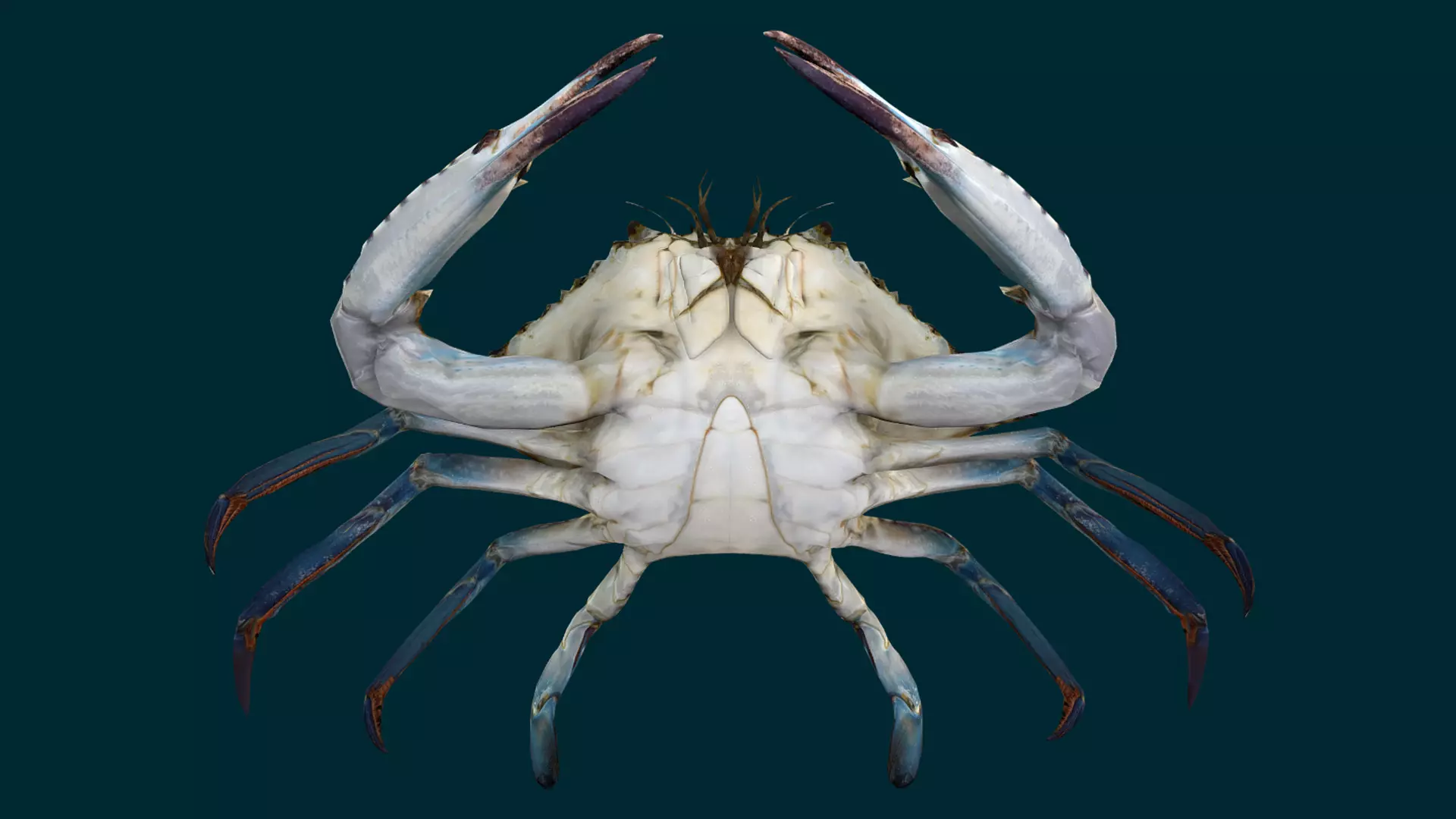 Swimmer Crab Animated Low-poly 3D model_6