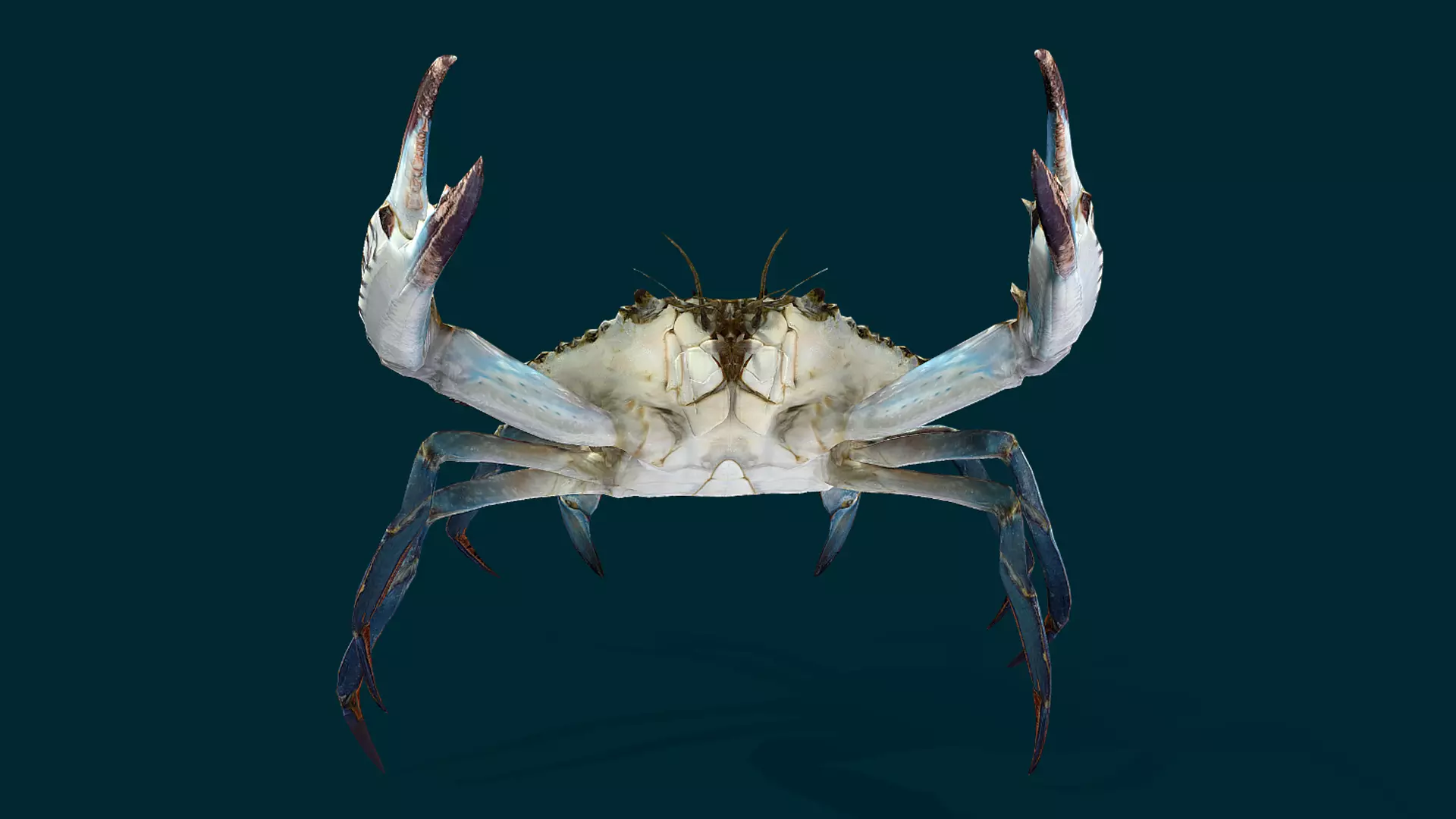 Swimmer Crab Animated Low-poly 3D model_5