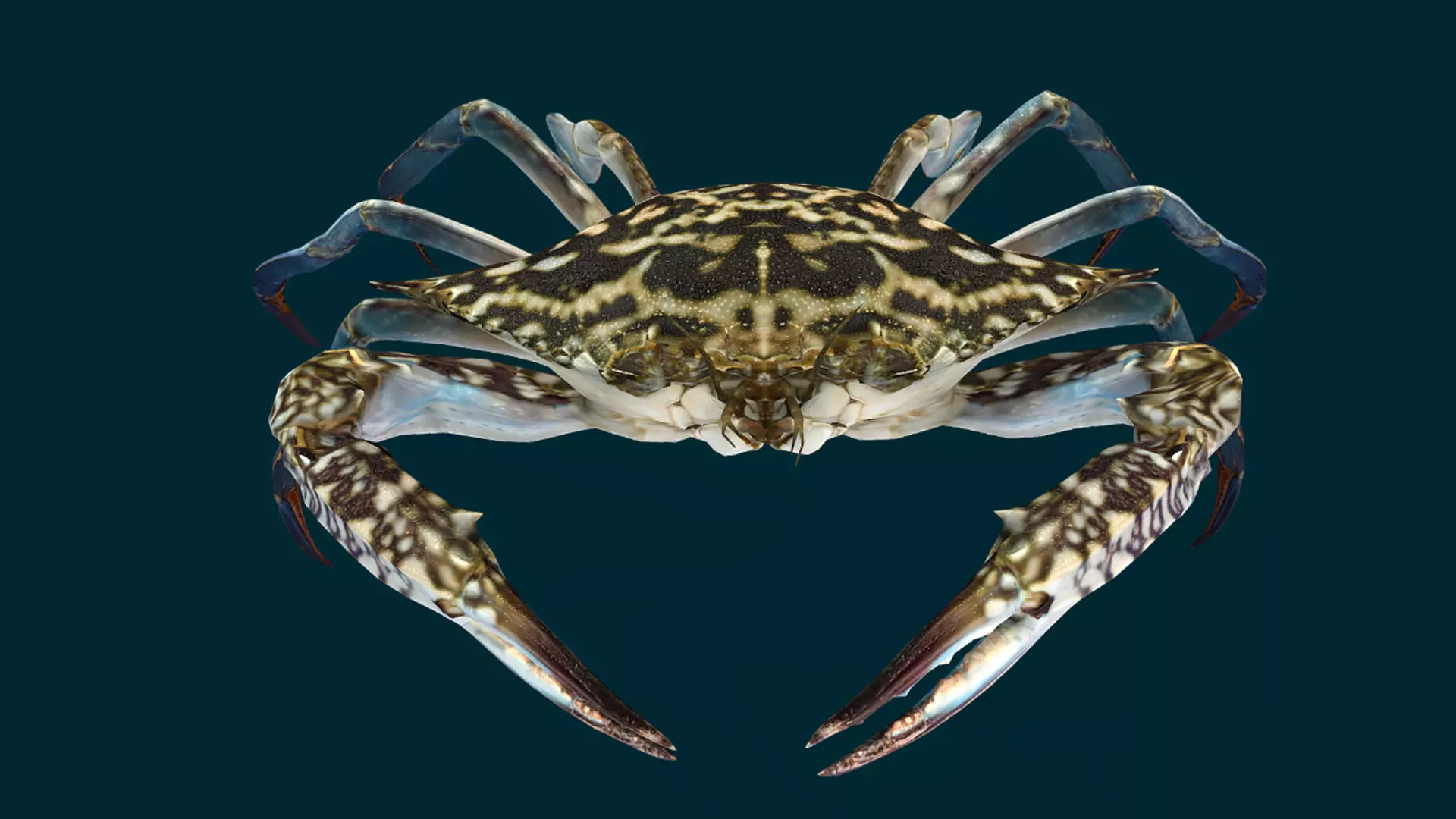 Swimmer Crab Animated Low-poly 3D model_7
