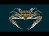 Swimmer Crab Animated Low-poly 3D model_1