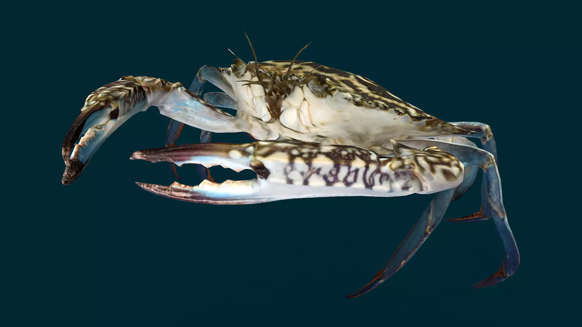 Swimmer Crab Animated Low-poly 3D model_15