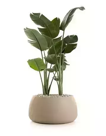 Tropical Plant Beige Pot 3D Modern Indoor Greenery Design Low-poly 3D model