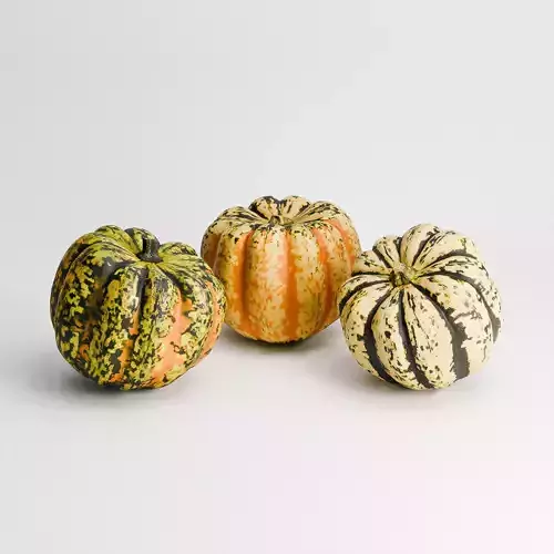 Carnival Squash Set 01