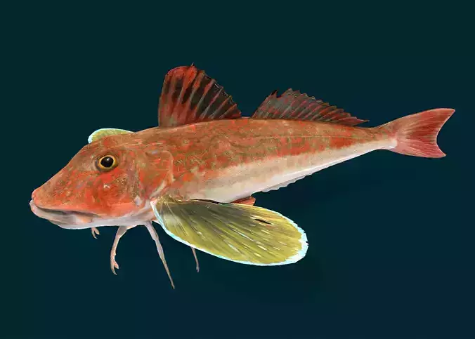 Spiny Red Gurnard Animated