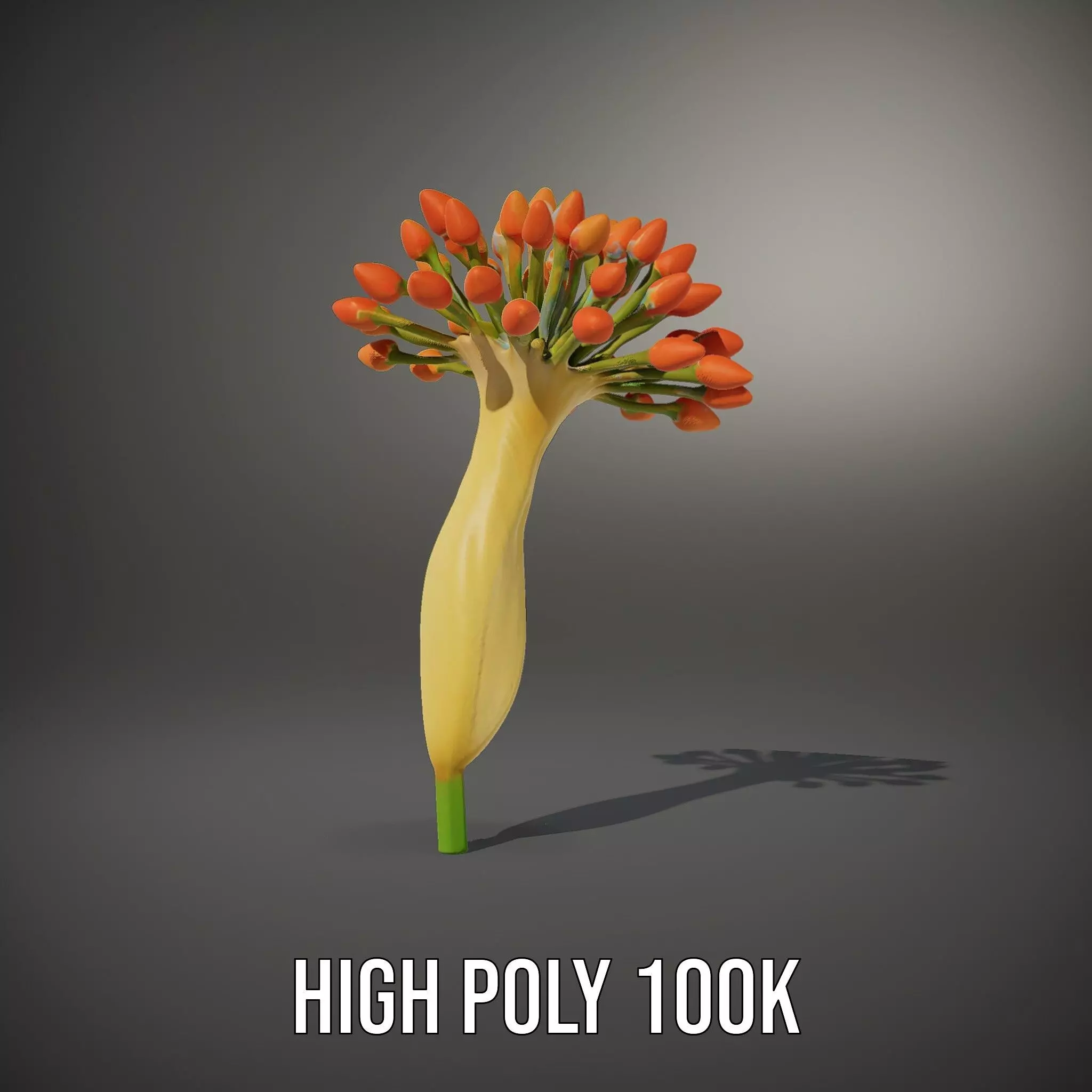 Orange Blossom Bloom model pack Low-poly 3D model_8