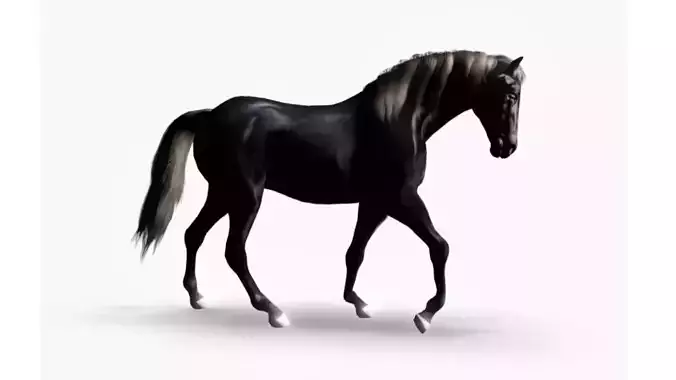 Realistic Black Horse 3D Model