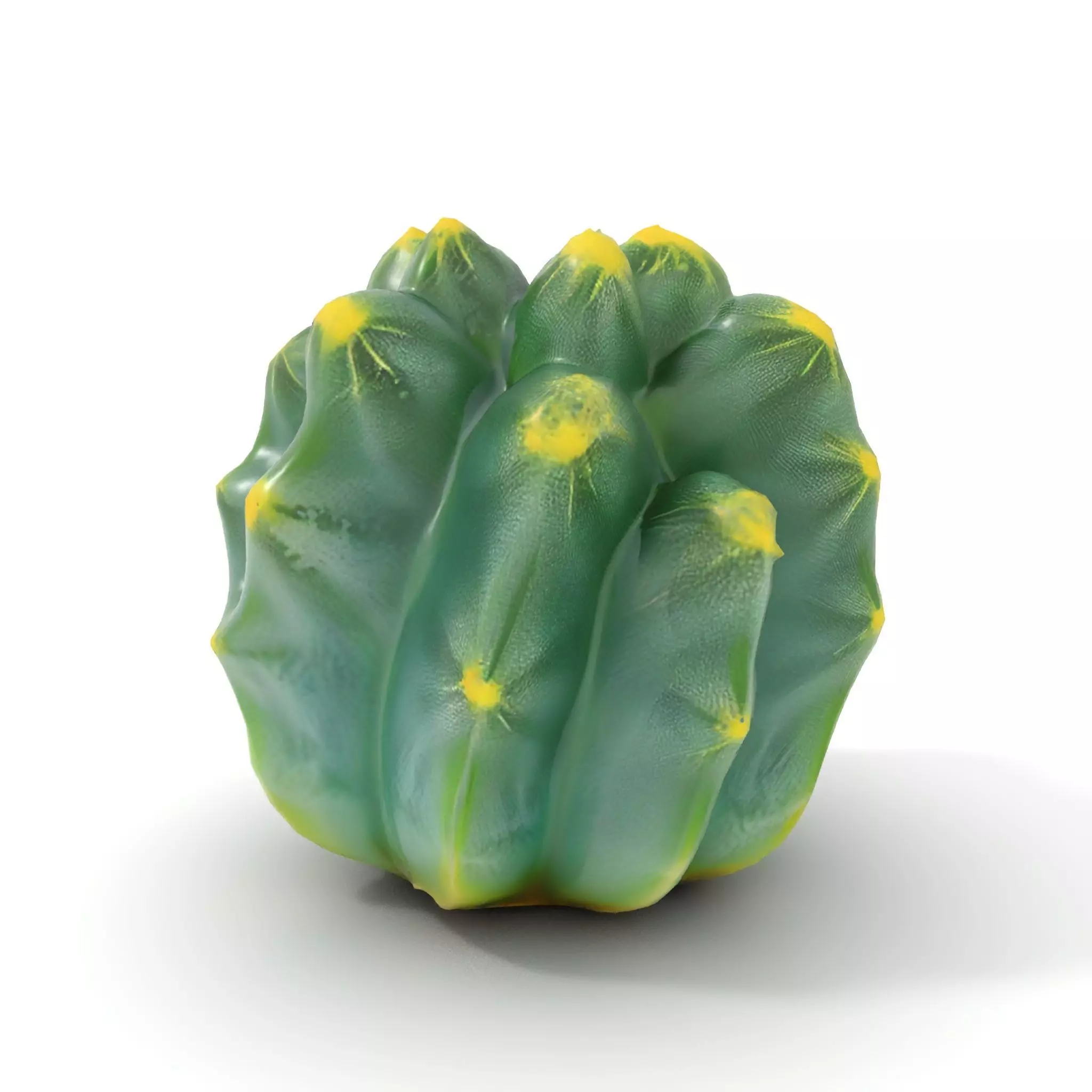 Round Green Cactus model pack Low-poly 3D model_15