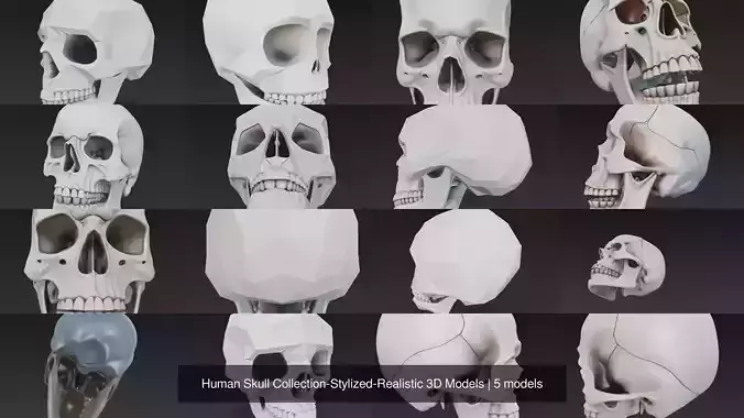 Human Skull Collection-Stylized-Realistic 3D Models 