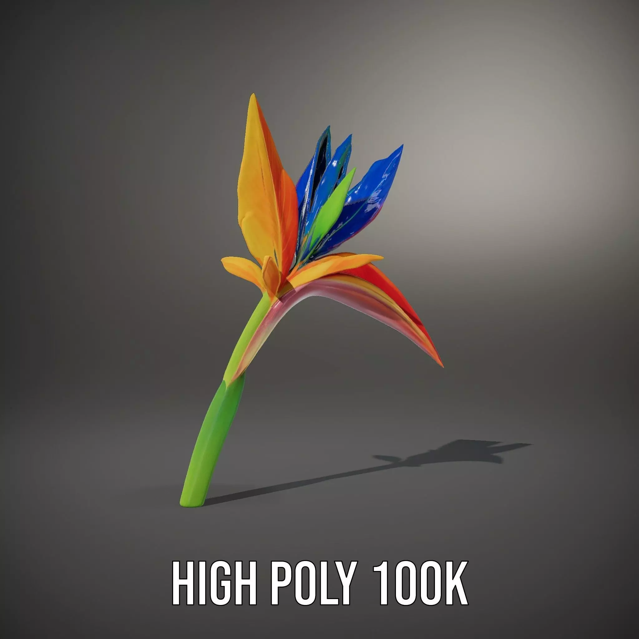 Vibrant Heliconia model pack Low-poly 3D model_10