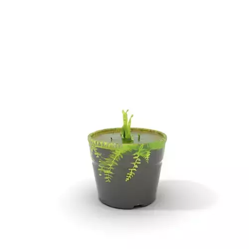 Vibrant Fern Plant model pack Low-poly 3D model