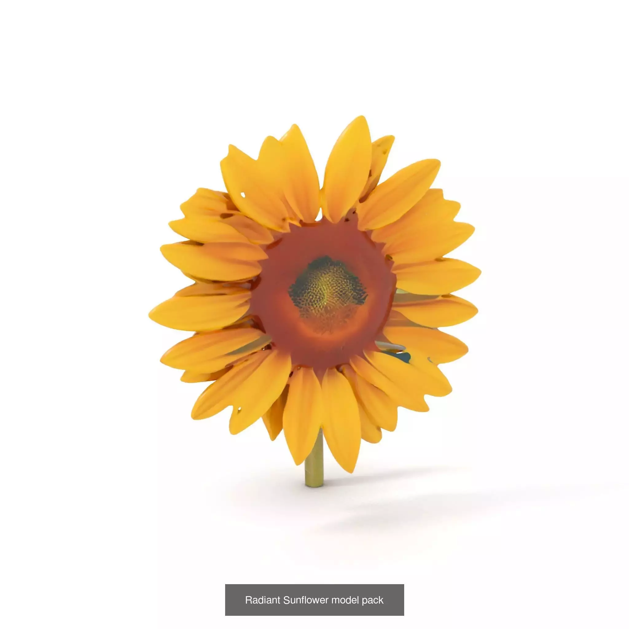 Artisan Object Showcase 3D Model Collection_31