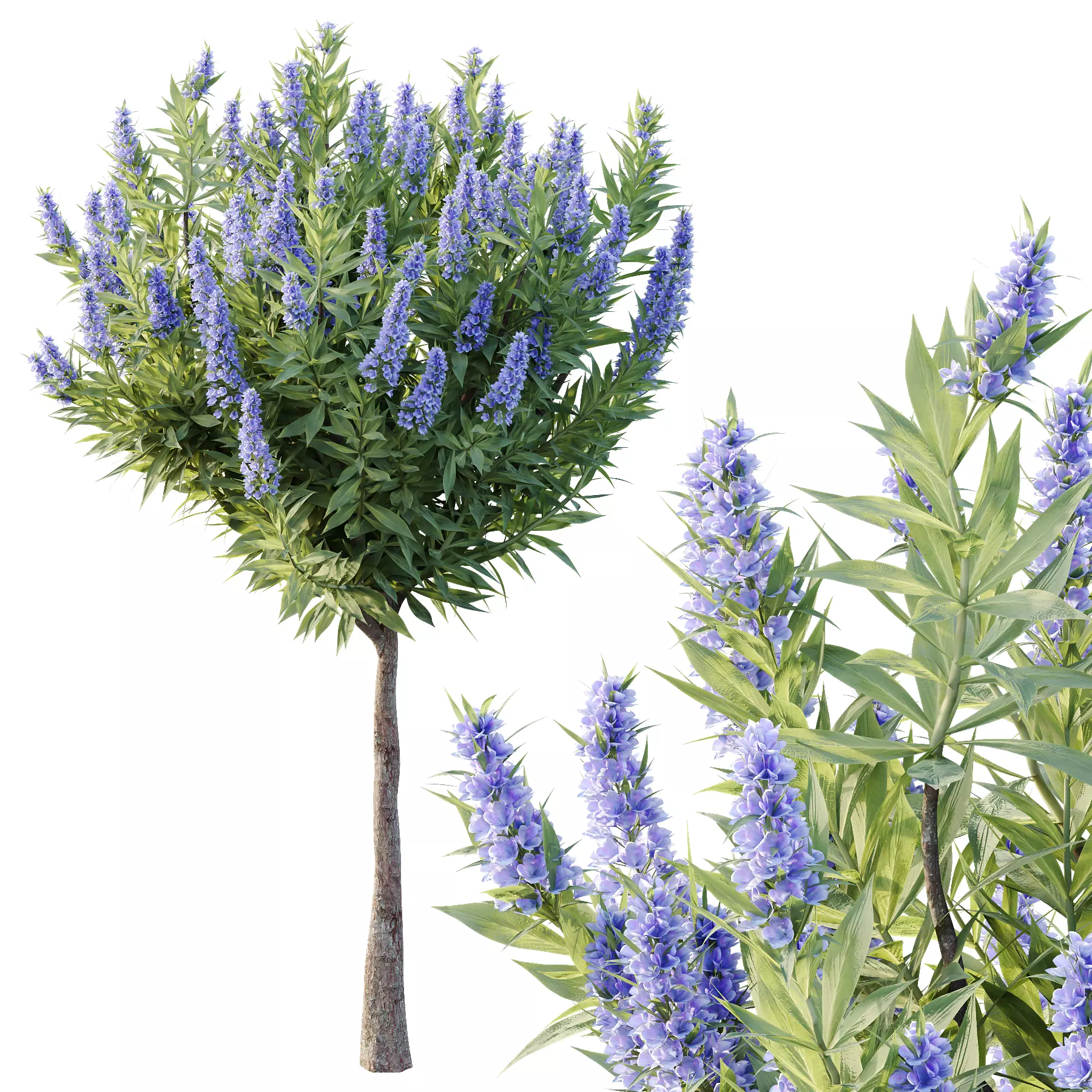 Echium candicans Pride of Madeira Bush 06 3D model_2