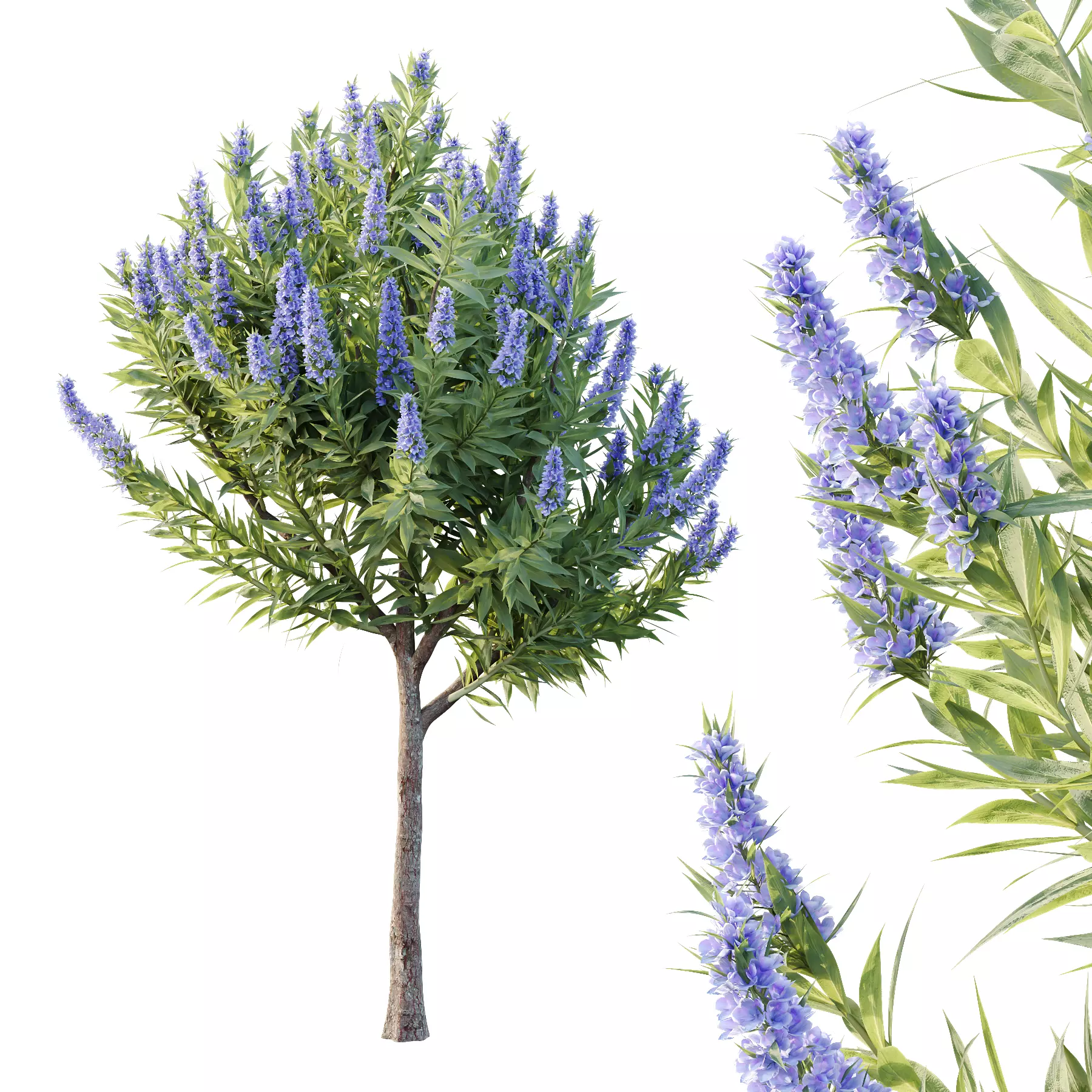 Echium candicans Pride of Madeira Bush 06 3D model_1