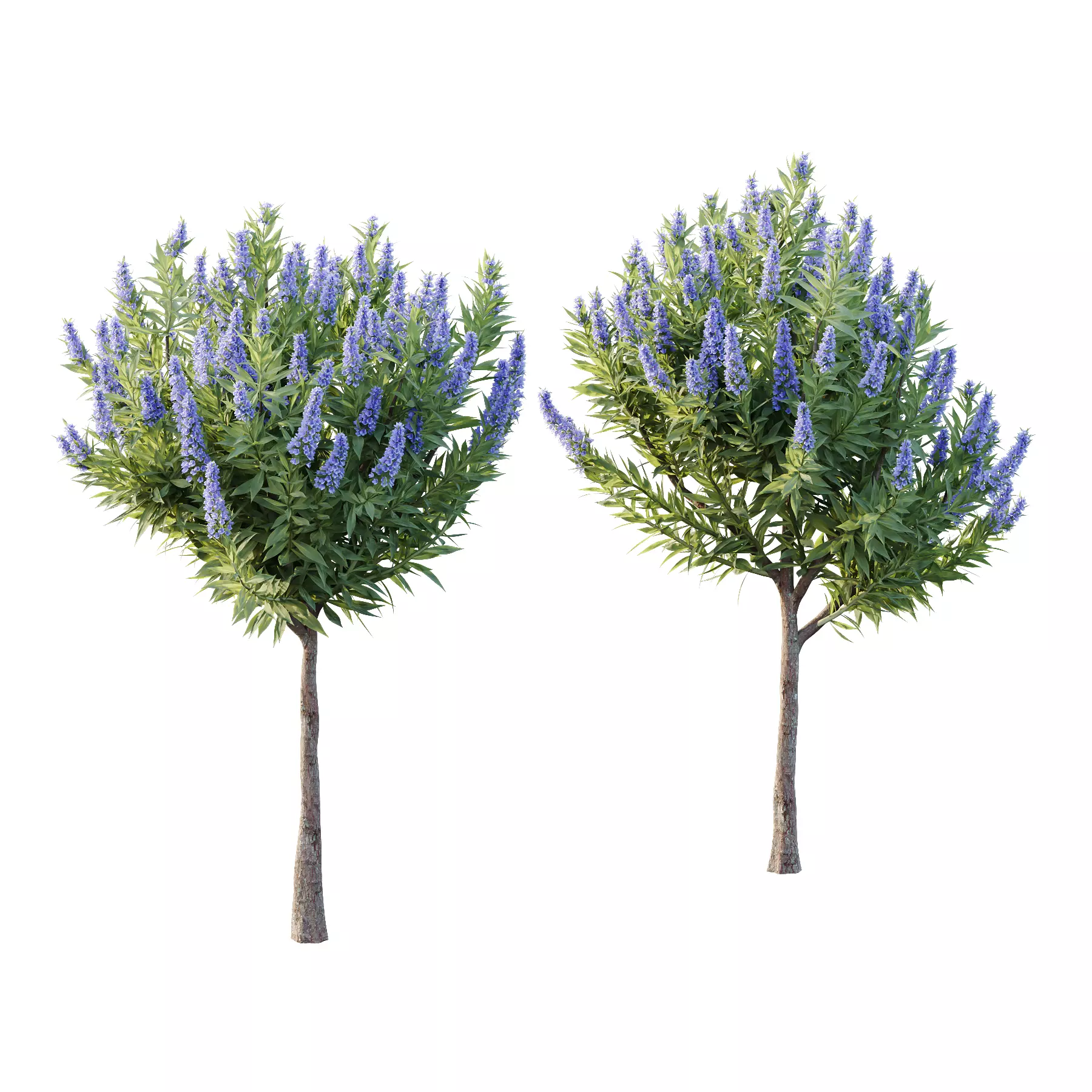 Echium candicans Pride of Madeira Bush 06 3D model_0