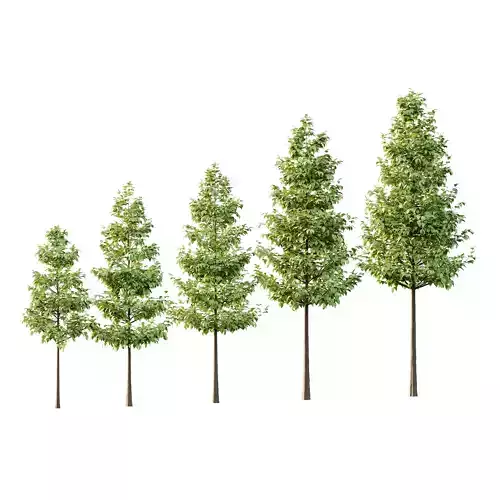 Tilia platyphyllos Tree 05