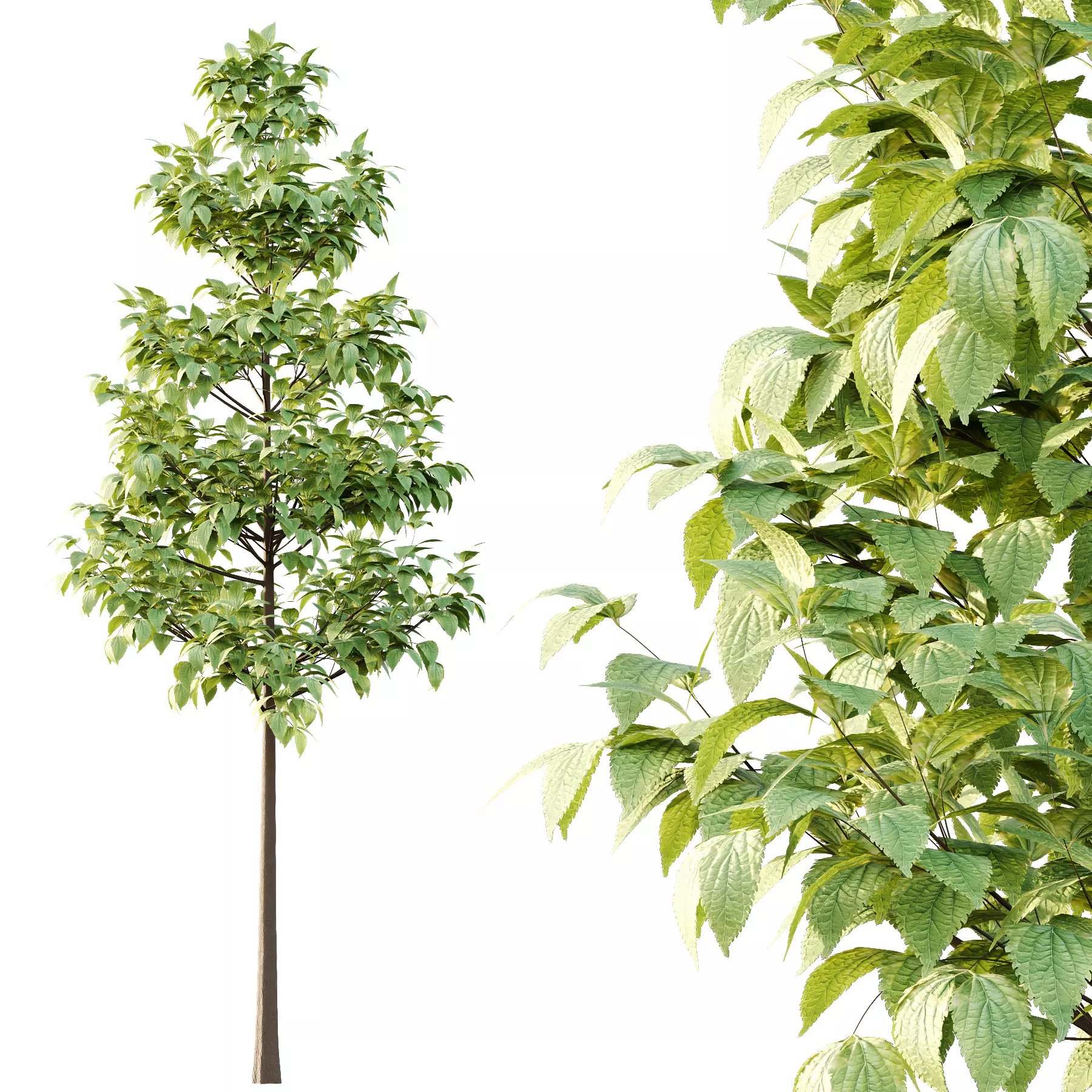 Tilia platyphyllos Tree 05 3D model_6
