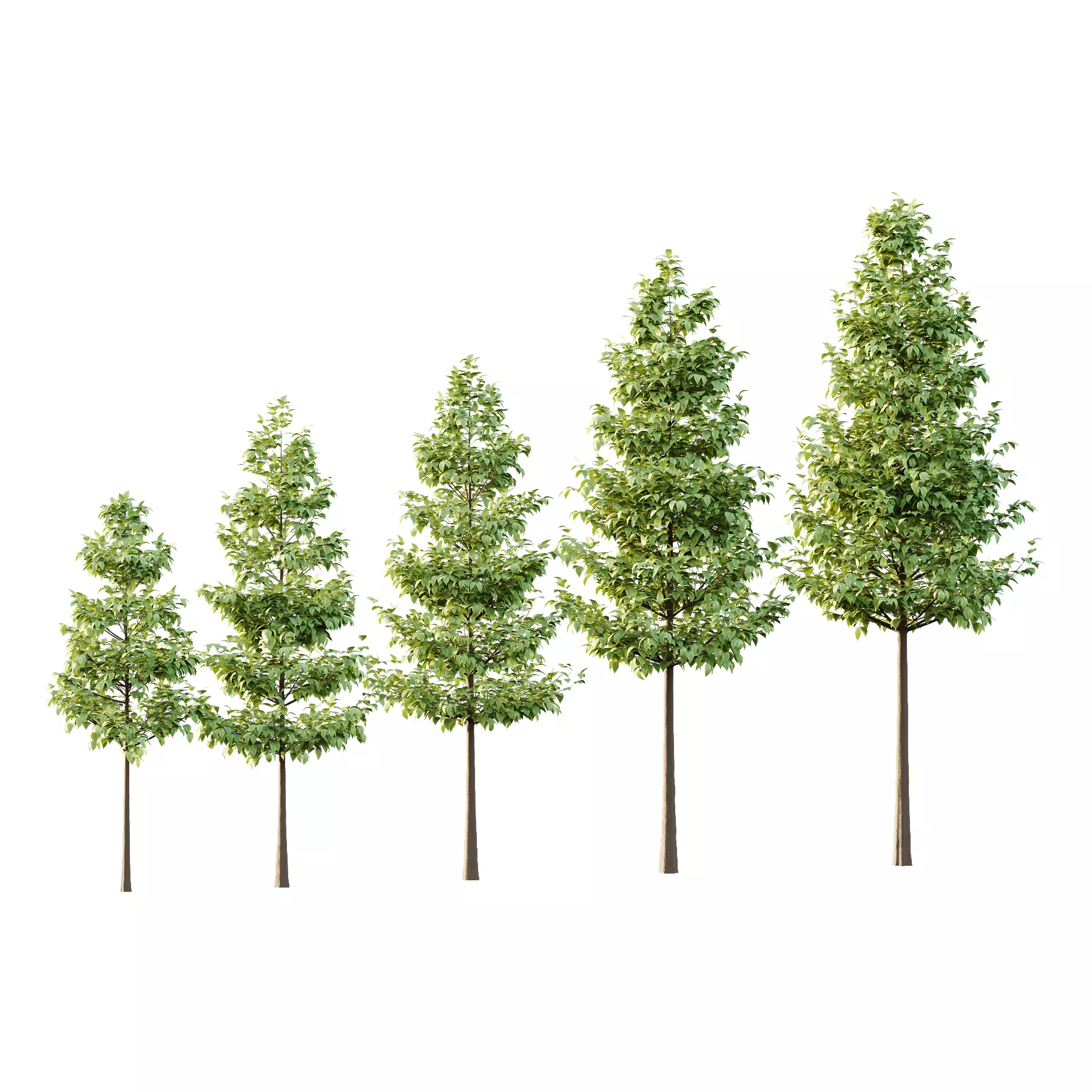 Tilia platyphyllos Tree 05 3D model_7