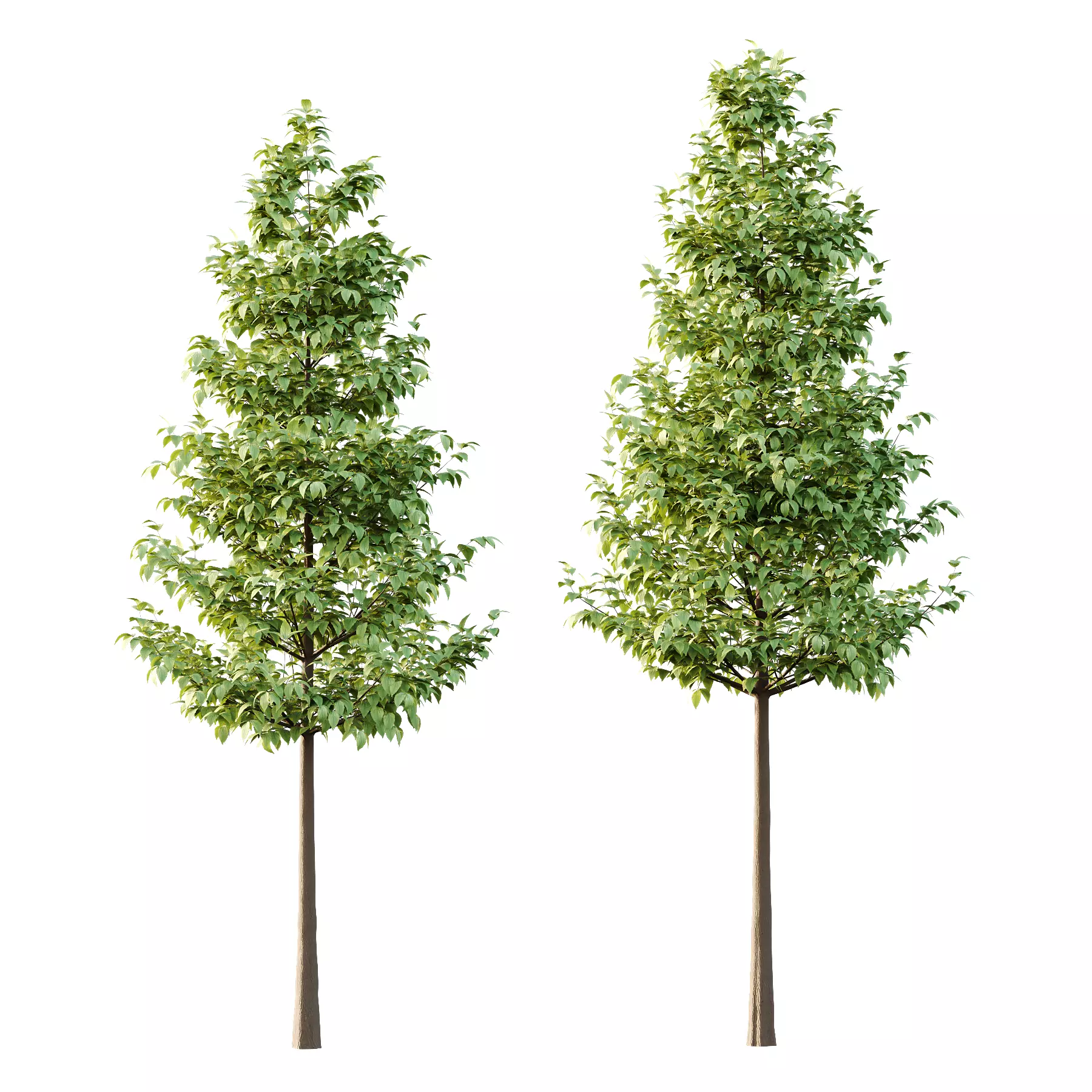 Tilia platyphyllos Tree 05 3D model_1