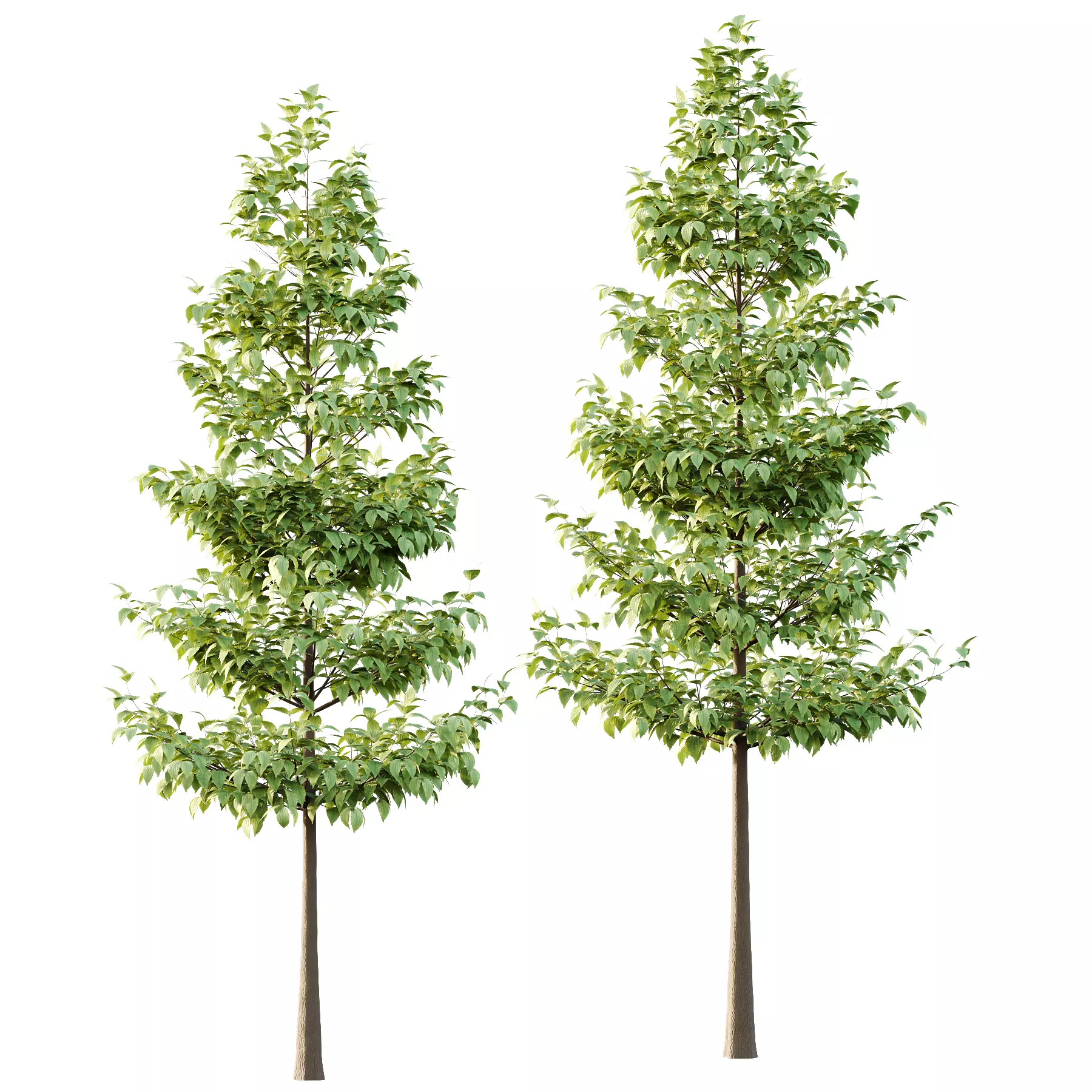 Tilia platyphyllos Tree 05 3D model_5