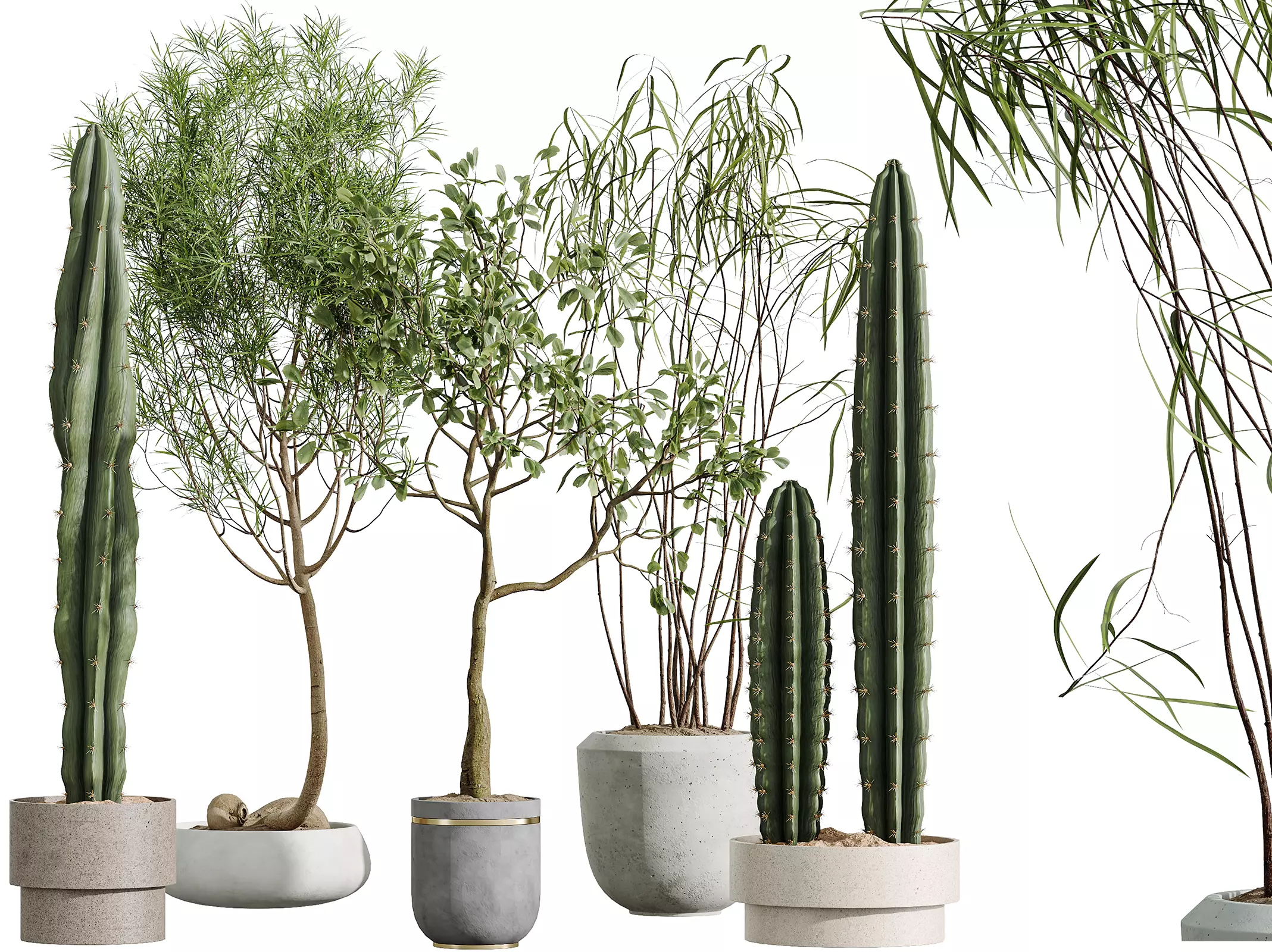 AV Indoor Plants Set 344 Ficus Marginata and Cactus 3D model