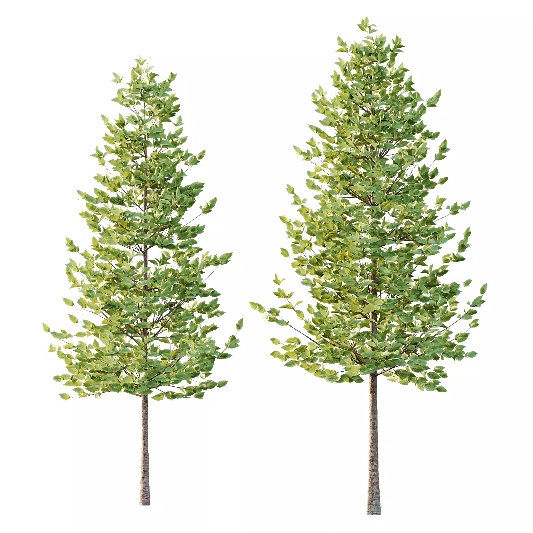 Tilia platyphyllos Tree 07 3D model_3